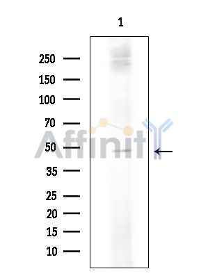 MFSD7 Antibody - Western blot analysis of extracts from Rat brain, using MFSD7 Antibody at 1/1000 dilution.