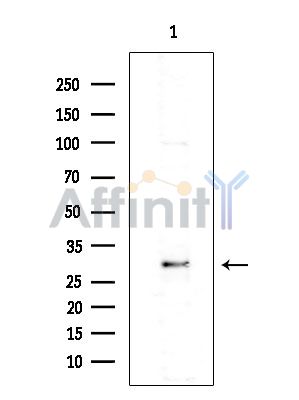 H1FNT Antibody - Western blot analysis of extracts from EC304 cells(heat-shock treatment), using H1FNT Antibody at 1/1000 dilution.