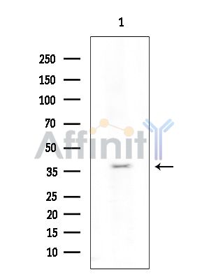 OR2J3 Antibody - Western blot analysis of extracts from Rat brain, using OR2J3 Antibody at 1/1000 dilution.