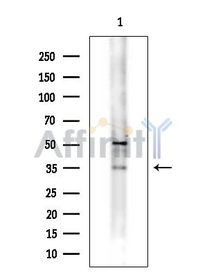OR2D2 Antibody - Western blot analysis of extracts from Rat brain, using OR2D2 Antibody at 1/1000 dilution.