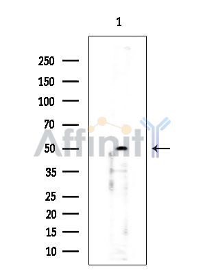 POF1B Antibody - Western blot analysis of extracts from Rat brain, using POF1B Antibody at 1/1000 dilution.