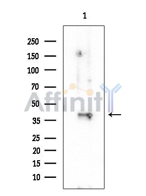 PDK3 Antibody - Western blot analysis of extracts from Rat brain, using PDK3 Antibody at 1/1000 dilution.