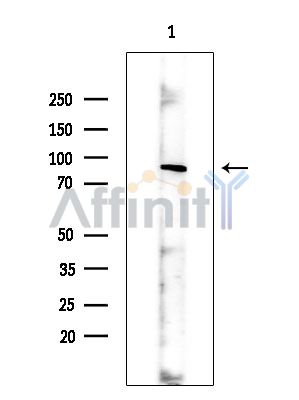 HPS6 Antibody - Western blot analysis of extracts from Rat brain, using HPS6 Antibody at 1/1000 dilution.
