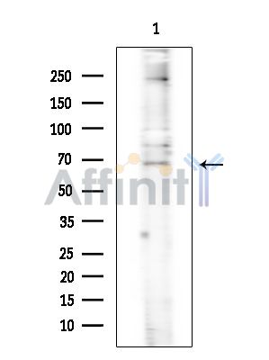 TRIM47 Antibody - Western blot analysis of extracts from Mouse testis, using TRIM47 Antibody at 1/1000 dilution.
