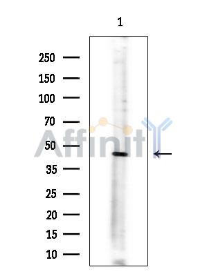 MADCAM1 Antibody - Western blot analysis of extracts from Mouse testis, using MADCAM1 Antibody at 1/1000 dilution.