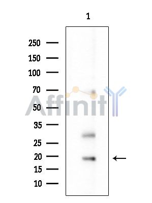 TMEM107 Antibody - Western blot analysis of extracts from COLO205 cells(heat-shock treatment), using TMEM107 Antibody at 1/1000 dilution.