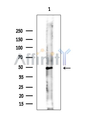 RMDN3 Antibody - Western blot analysis of extracts from Mouse testis, using RMDN3 Antibody at 1/1000 dilution.