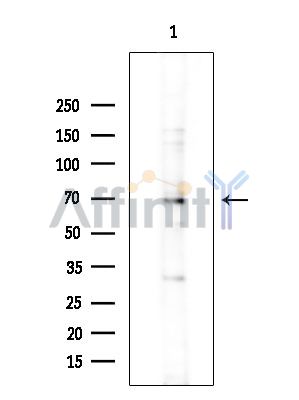 RAVER2 Antibody - Western blot analysis of extracts from Mouse testis, using RAVER2 Antibody at 1/1000 dilution.