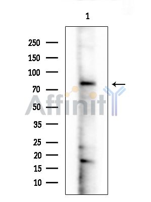TBC1D24 Antibody - Western blot analysis of extracts from Mouse testis, using TBC1D24 Antibody at 1/1000 dilution.