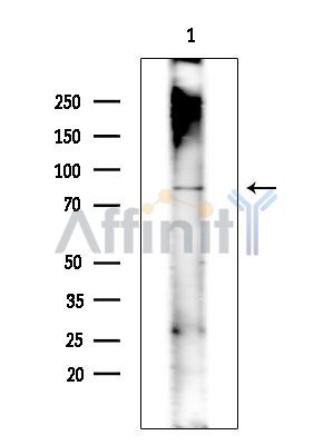 KIAA1958 Antibody - Western blot analysis of extracts from Mouse testis, using KIAA1958 Antibody at 1/1000 dilution.