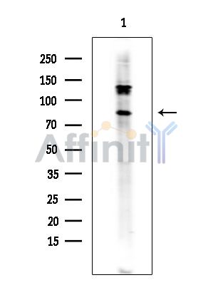 MAP4K5 Antibody - Western blot analysis of extracts from Mouse testis, using MAP4K5 Antibody at 1/1000 dilution.