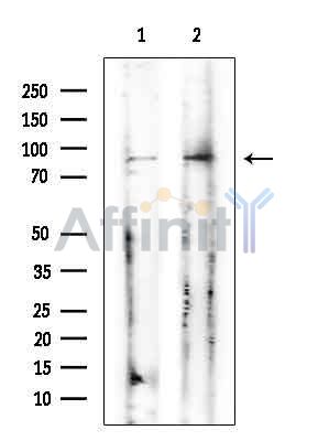 CATSPERB Antibody - Western blot analysis of extracts from Mouse testis, using CATSPERB Antibody at 1/1000 dilution.