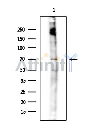 NUR77 Antibody - Western blot analysis of extracts from Mouse testis, using NUR77 Antibody at 1/1000 dilution.