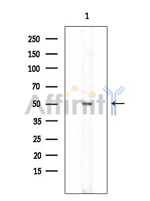 CD226/DNAM-1 Antibody - Western blot analysis of extracts from Mouse testis, using CD226/DNAM-1 Antibody at 1/1000 dilution.