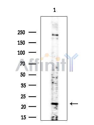FGF23 Antibody - Western blot analysis of extracts from Mouse testis, using FGF23 Antibody at 1/1000 dilution.