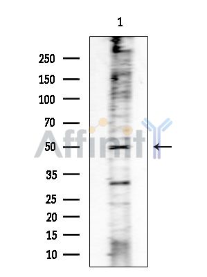 Phospho-MEK1/2 (Ser218+Ser222/Ser222+Ser226) Antibody - Western blot analysis of extracts from Rat brain, using Phospho-MEK1/2 (Ser218+Ser222/Ser222+Ser226) Antibody at 1/1000 dilution.