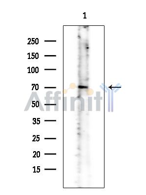 Phospho-CAMKK1/2 (Ser458/Ser495) Antibody - Western blot analysis of extracts from Rat brain, using Phospho-CAMKK1/2 (Ser458/Ser495) Antibody at 1/1000 dilution.