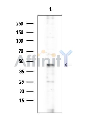 MCM9 Antibody - Western blot analysis of extracts from Rat brain, using MCM9 Antibody at 1/1000 dilution.