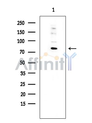 EXO1 Antibody - Western blot analysis of extracts from Rat brain, using EXO1 Antibody at 1/1000 dilution.