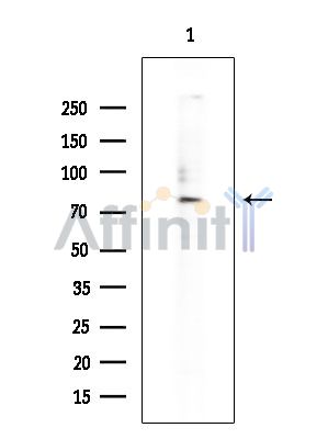 ZNF280C Antibody - Western blot analysis of extracts from Rat brain, using ZNF280C Antibody at 1/1000 dilution.