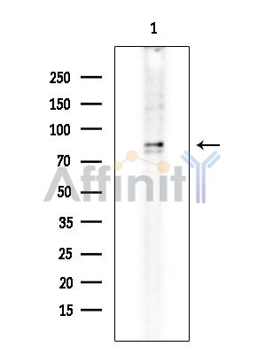 ZNF280C Antibody - Western blot analysis of extracts from Mouse testis, using ZNF280C Antibody at 1/1000 dilution.