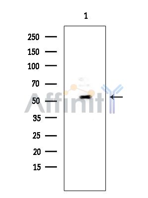 TIGD3 Antibody - Western blot analysis of extracts from Mouse testis, using TIGD3 Antibody at 1/1000 dilution.