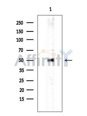 SC65 Antibody - Western blot analysis of extracts from Rat brain, using SC65 Antibody at 1/1000 dilution.