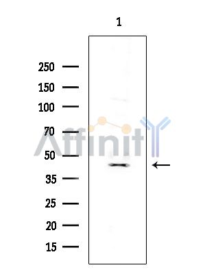 Vimentin Antibody - Western blot analysis of extracts from Rat brain, using Vimentin Antibody at 1/1000 dilution.