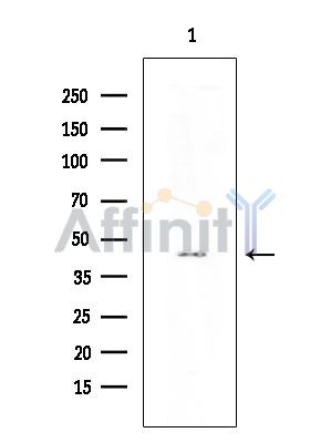 Aurora A Antibody - Western blot analysis of extracts from Mouse testis, using Aurora A Antibody at 1/1000 dilution.