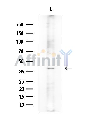 ING3 Antibody - Western blot analysis of extracts from Rat brain, using ING3 Antibody at 1/1000 dilution.