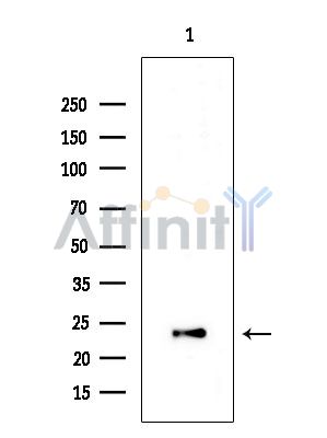 EFNA1 Antibody - Western blot analysis of extracts from COLO205 cells(heat-shock treatment), using EFNA1 Antibody at 1/1000 dilution.