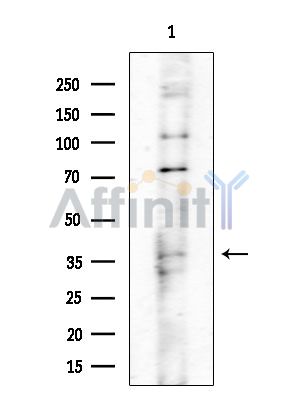 RPC4 Antibody - Western blot analysis of extracts from Mouse testis, using RPC4 Antibody at 1/1000 dilution.