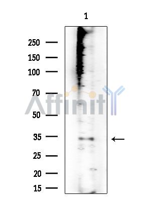 PRSS33 Antibody - Western blot analysis of extracts from Rat brain, using PRSS33 Antibody at 1/1000 dilution.