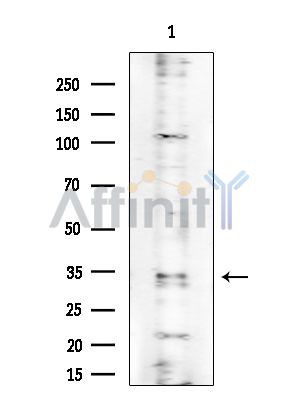 PRSS33 Antibody - Western blot analysis of extracts from Mouse testis, using PRSS33 Antibody at 1/1000 dilution.