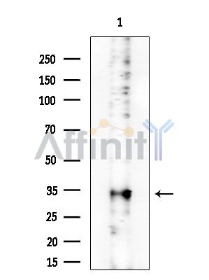 PRSS33 Antibody - Western blot analysis of extracts from COLO205 cells(heat-shock treatment), using PRSS33 Antibody at 1/1000 dilution.