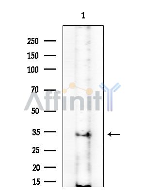 PRSS33 Antibody - Western blot analysis of extracts from EC304 cells(heat-shock treatment), using PRSS33 Antibody at 1/1000 dilution.