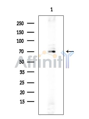 SLC30A9 Antibody - Western blot analysis of extracts from Rat brain, using SLC30A9 Antibody at 1/1000 dilution.