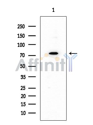 NFE2L3 Antibody - Western blot analysis of extracts from Mouse testis, using NFE2L3 Antibody at 1/1000 dilution.