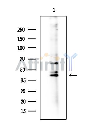 GPR157 Antibody - Western blot analysis of extracts from Rat brain, using GPR157 Antibody at 1/1000 dilution.