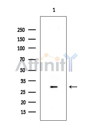 OR10R2 Antibody - Western blot analysis of extracts from Rat brain, using OR10R2 Antibody at 1/1000 dilution.