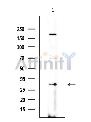 OR10R2 Antibody - Western blot analysis of extracts from EC304 cells(heat-shock treatment), using OR10R2 Antibody at 1/1000 dilution.