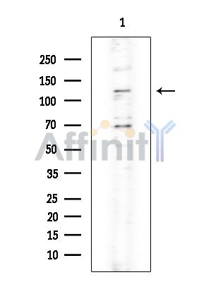 XPO4 Antibody - Western blot analysis of extracts from Rat brain, using XPO4 Antibody at 1/1000 dilution.