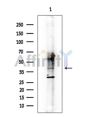 Podocin Antibody - Western blot analysis of extracts from Mouse testis, using Podocin Antibody at 1/1000 dilution.