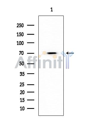 HDAC10 Antibody - Western blot analysis of extracts from Mouse testis, using HDAC10 Antibody at 1/1000 dilution.