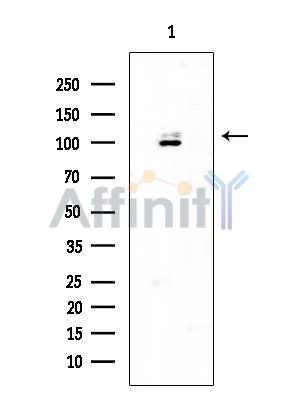 PERK Antibody - Western blot analysis of extracts from Rat brain, using PERK Antibody at 1/1000 dilution.