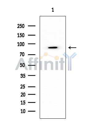 p95/NBS1 Mouse Monoclonal Antibody - Western blot analysis of extracts from HUVEC cells, using p95/NBS1 Mouse Monoclonal Antibody at 1/1000 dilution.