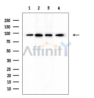 p95/NBS1 Mouse Monoclonal Antibody - Western blot analysis of extracts from various samples, using p95/NBS1 Mouse Monoclonal Antibody at 1/1000 dilution.