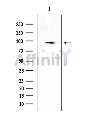 p95/NBS1 Mouse Monoclonal Antibody - Western blot analysis of extracts from Mouse muscle, using p95/NBS1 Mouse Monoclonal Antibody at 1/1000 dilution.