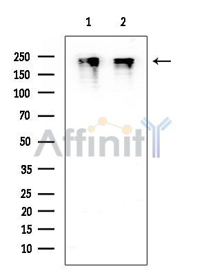 Rpb1 CTD Mouse Monoclonal Antibody - Western blot analysis of extracts from various samples, using Rpb1 CTD Mouse Monoclonal Antibody at 1/1000 dilution.