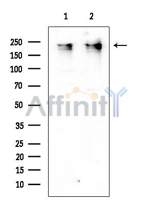 Rpb1 CTD Mouse Monoclonal Antibody - Western blot analysis of extracts from various samples, using Rpb1 CTD Mouse Monoclonal Antibody at 1/1000 dilution.